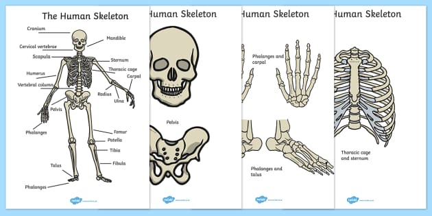 human-skeleton-cut-outs-scientific-names-human-skeleton-cut