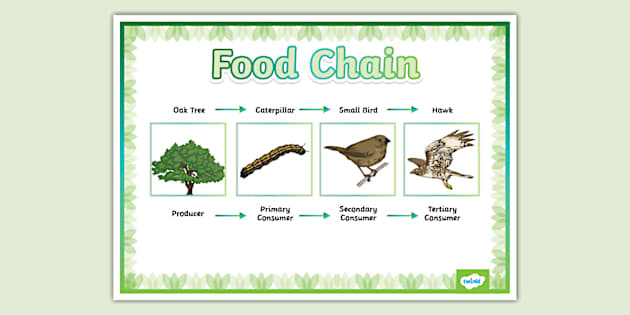 Oak Tree Food Chain Display Poster (professor feito) Biology Diagrams