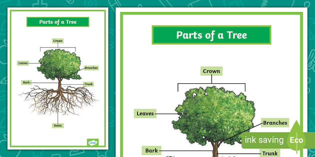 What Are The Parts Of A Plant - Twinkl