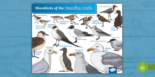 Shorebirds of the Canadian Arctic (teacher made) - Twinkl