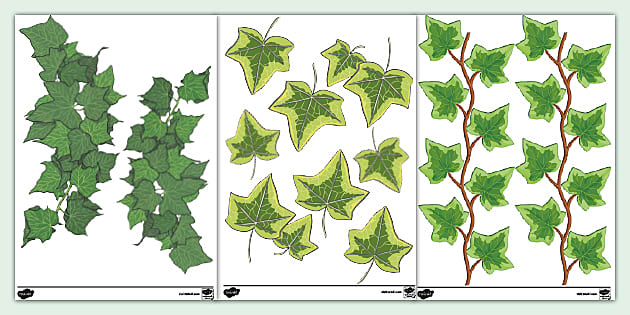 Ivy Leaf Cut-Outs (teacher made) - Twinkl