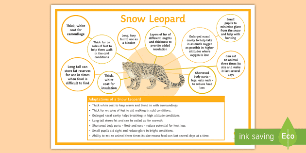 Adaptations of a Snow Leopard Poster - Snow Leopard Habitat