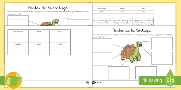 diagrama del ciclo de vida de la tortuga