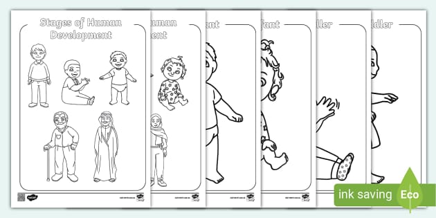 Coloring Activity Stages Of Human Development