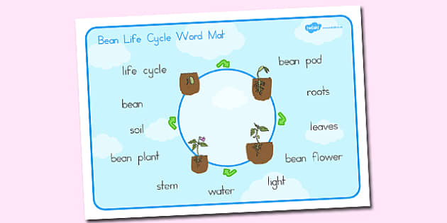 Duck Life Cycle Word Mat (teacher made) - Twinkl