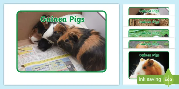 Guinea pig hot sale sexuality