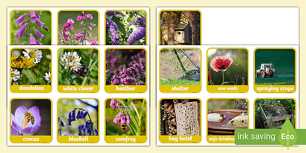 How to Attract Bees - Bee Friendly Garden Flashcards