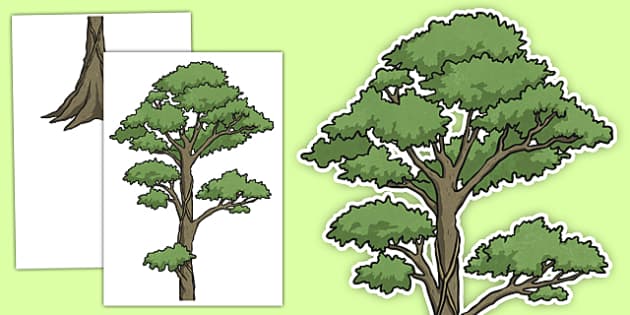 amazon forest trees drawing