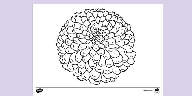 Chrysanthemum | Colouring Sheets (teacher made) - Twinkl