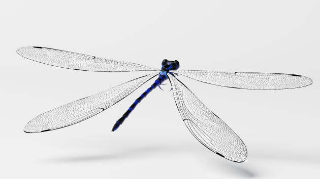 damselfly drawing