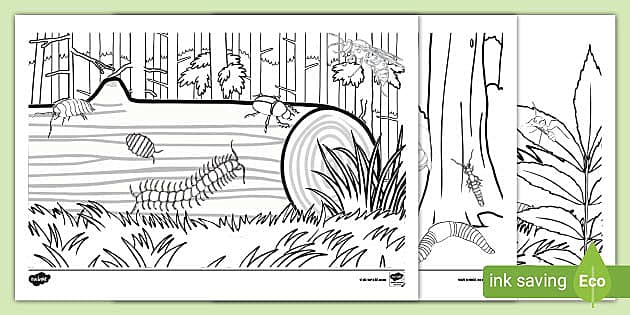 wetland coloring page