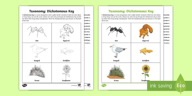 Taxonomy Dichotomous Key Activity for 3rd 5th Grade Twinkl