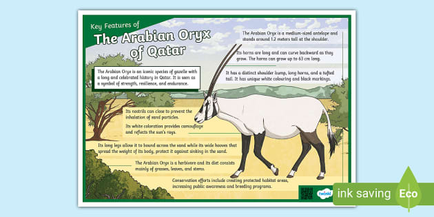 Key Features of the Arabian Oryx (teacher made) - Twinkl