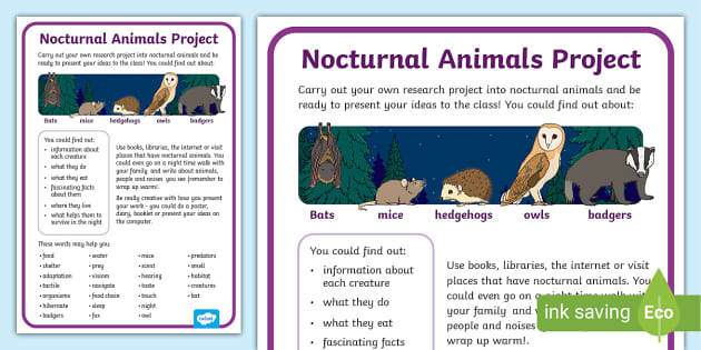 KS1 Nocturnal Animals project - Primary resources - Twinkl
