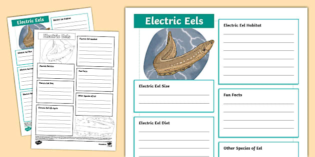 Electric Eels Fact File Template (teacher made) - Twinkl