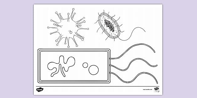 FREE! - Bacteria Cell Colouring Sheet | Colouring Sheets