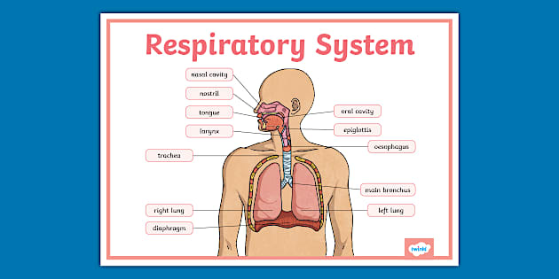 Respiratory System Display Poster teacher Made Twinkl respiratory-system-display-poster-teacher-made-twinkl