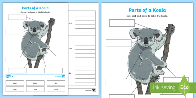 Koala facts for kindergarten | Twinkl (teacher made)