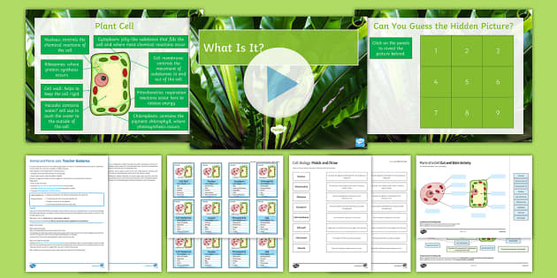 What is a cell wall?  Twinkl Teaching Wiki - Twinkl