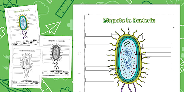 diagrama de bacterias gcse