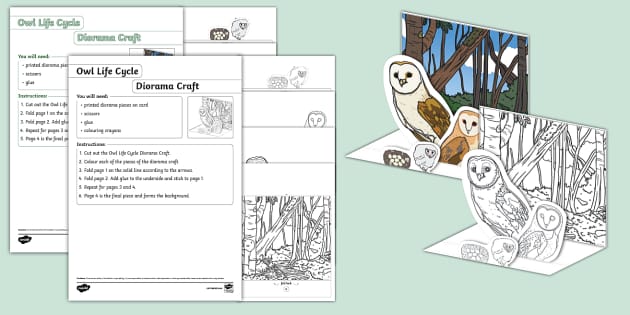 Owl Life Cycle Diorama Craft - KS1 (teacher made) - Twinkl