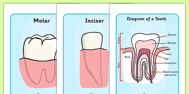 Teeth Diagram Display Posters