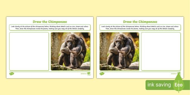 Draw the Chimpanzee Art Activity (teacher made) - Twinkl