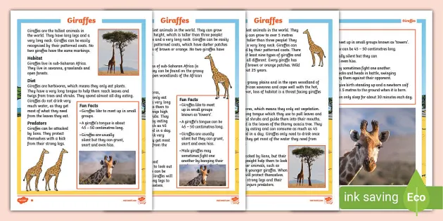 Giraffe Fun Facts | Amazing Giraffes Fact Files - Twinkl
