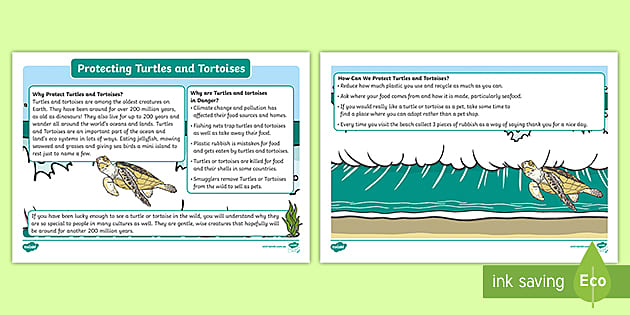 World Turtle Day F-2 Fact Sheet (teacher made) - Twinkl