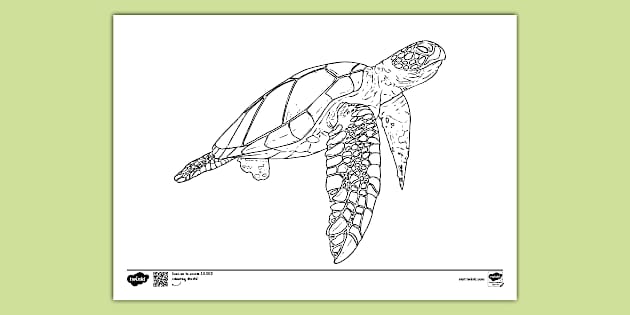 Sea Turtle Colouring | Colouring Sheets (teacher made)