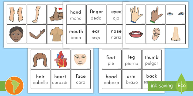 Parts Of The Body Word and Picture Matching Cards English/Spanish