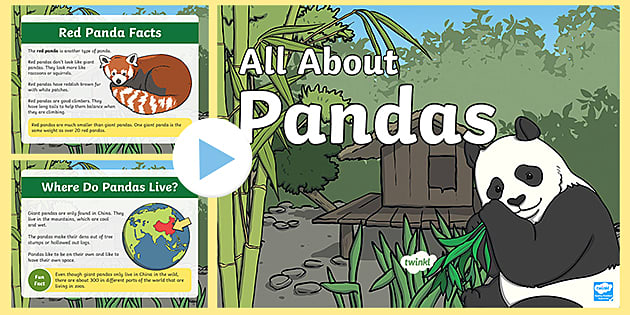 Facts About Giant Pandas | KS1 All About Pandas PowerPoint