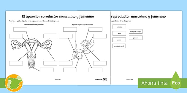 Ficha: aparato reproductor femenino y masculino para imprimir