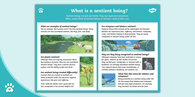 What is a Sentient Being? - Infographic - Sentience - Twinkl