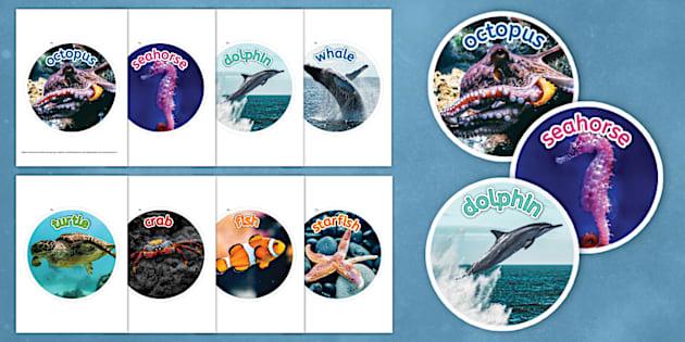 Sea Creatures Circle Display Photo Cut-Outs (Teacher-Made)