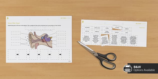 how-we-hear-cut-and-stick-worksheet-biology-beyond