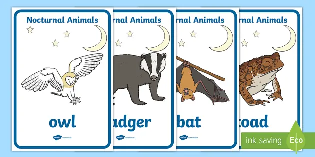 Nocturnal Animals Posters | Primary Resources (teacher made)