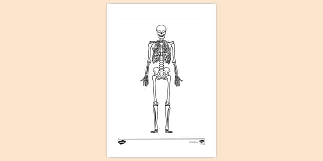 FREE! - Skeleton Under Muscles Colouring | Colouring Sheets