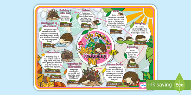 Life Cycle of a Hedgehog Display Poster (teacher made)