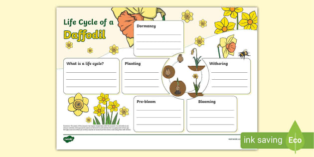 Daffodil Life Cycle Fact File Template Teacher Made 