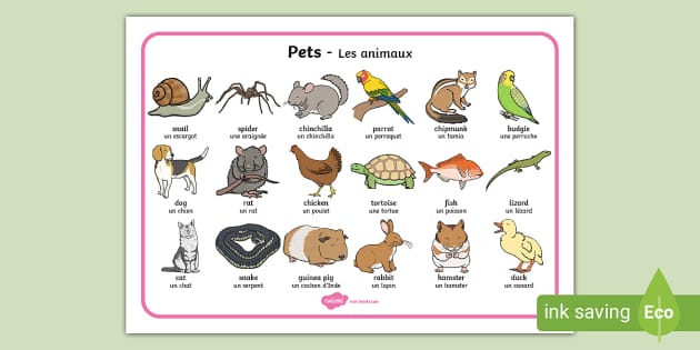 Pets Word Mat English/French - domestic animals, Pets Word Mat