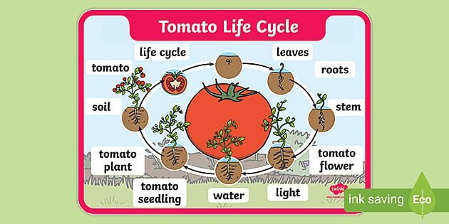 Tomato Life Cycle Word Mat - Science and Investigation