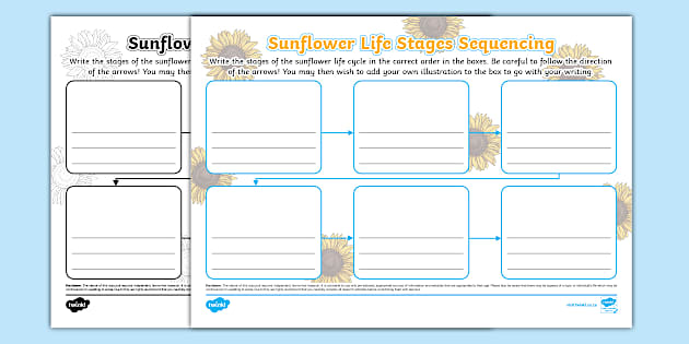 Sunflower Life Stages Sequencing Mind Map