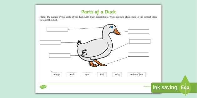 Duck Life Cycle Word Mat (teacher made) - Twinkl