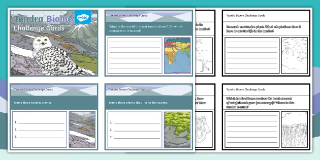 Tundra Biome Challenge Cards (Teacher-Made) - Twinkl