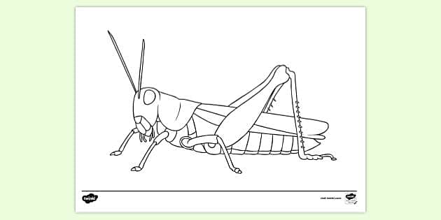 grasshopper vector element 14824943 Vector Art at Vecteezy
