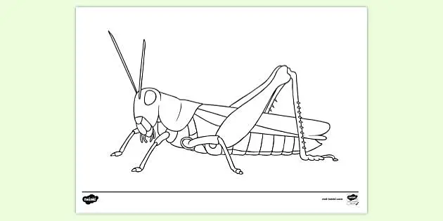 Grasshopper Drawing Stock Illustrations – 2,496 Grasshopper Drawing Stock  Illustrations, Vectors & Clipart - Dreamstime