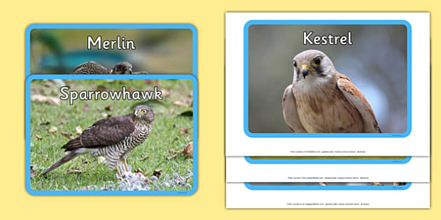 UK Birds of Prey Display Photos (teacher made) - Twinkl