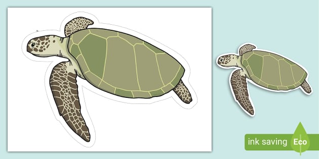 Turtle Display Cut-Out (teacher made) - Twinkl