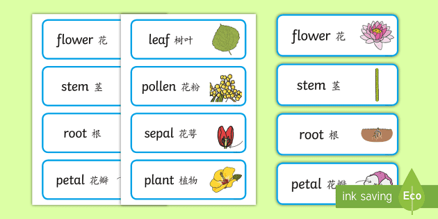 Parts Of A Plant Word Cards English Mandarin Chinese